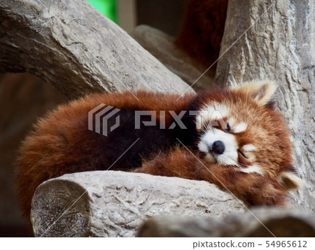 Lesser panda sleeping Lesser panda sleeping 54965612