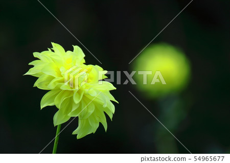 生動的大花 54965677