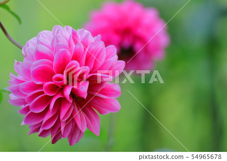 Vivid large flower 54965678