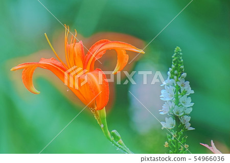 Forgetfulness 54966036