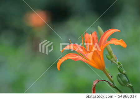 Forgetfulness 54966037