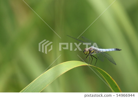 鹽卡拉通博 54966944