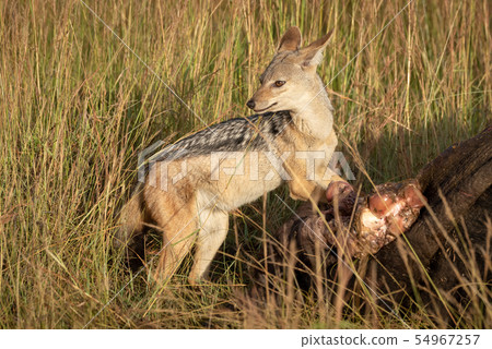 Black-backed jackal stands by carcase looking back Black-backed jackal stands by carcase looking back 54967257
