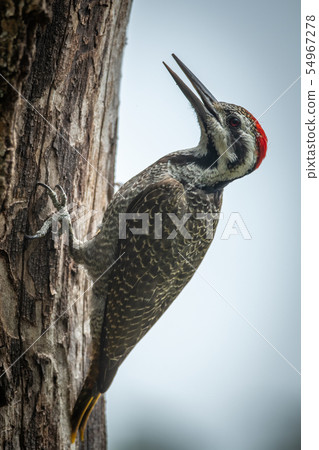 Bearded woodpecker opens beak on tree trunk 54967278