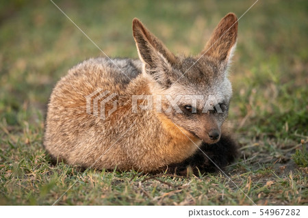 Bat-eared fox lies on grass watching camera 54967282