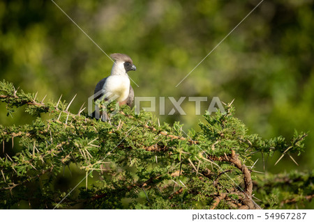 Bare-faced go-away-bird perched in thorny acacia Bare-faced go-away-bird perched in thorny acacia 54967287