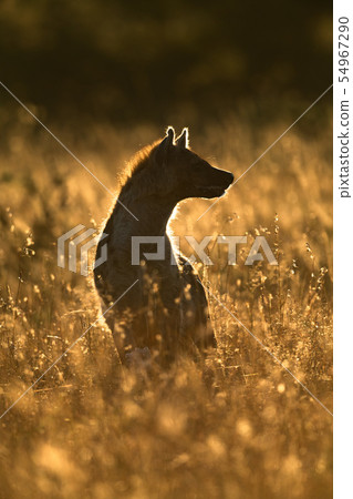 Backlit spotted hyena sits in long grass 54967290