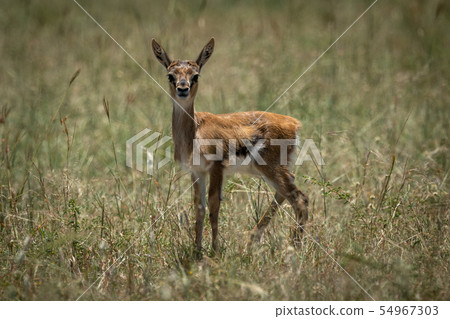 Baby Thomson gazelle in grass eyeing camera Baby Thomson gazelle in grass eyeing camera 54967303