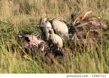 African white-backed vulture standing on buffalo 54967322