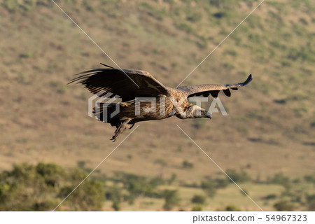 African white-backed vulture soars over grassy 54967323