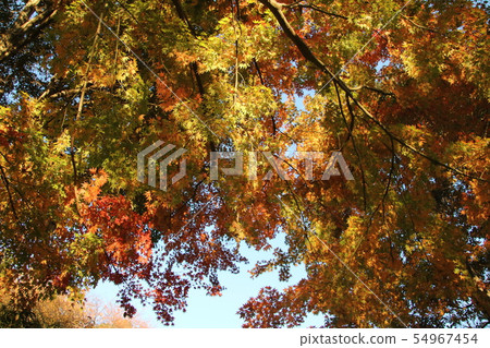 Looking up at the leaves that will begin to fall Looking up at the leaves that will begin to fall 54967454