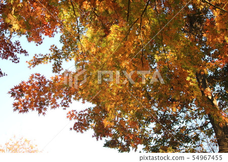 Looking up at the leaves that will begin to fall Looking up at the leaves that will begin to fall 54967455