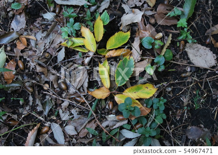 Acorn and fallen leaves 54967471