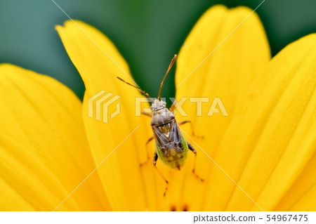 False beetle False beetle 54967475