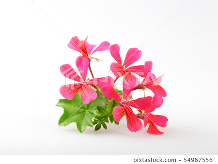 Geranium Pelargonium Flowers Isolated On White Geranium Pelargonium Flowers Isolated On White 54967556