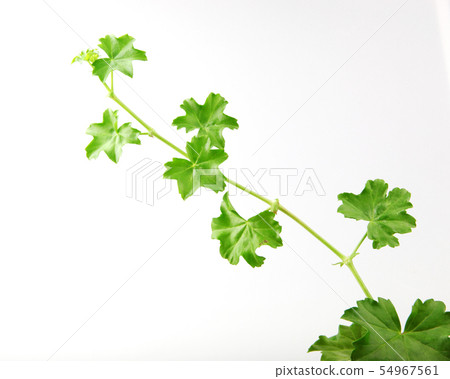 Geranium Pelargonium Leaf Isolated On White Geranium Pelargonium Leaf Isolated On White 54967561