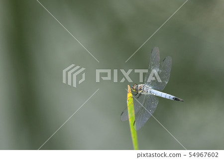 Shiokaratombo 54967602