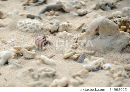 Hermit crab Hermit crab 54968025