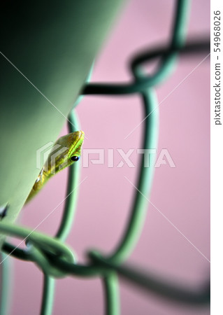 Assimilation Assimilation 54968026