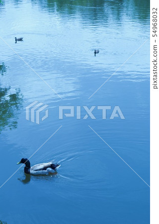 野鴨鴨子在公園 野鴨鴨子在公園 54968032
