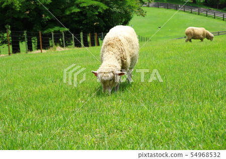 Sheep grassing Sheep grassing 54968532
