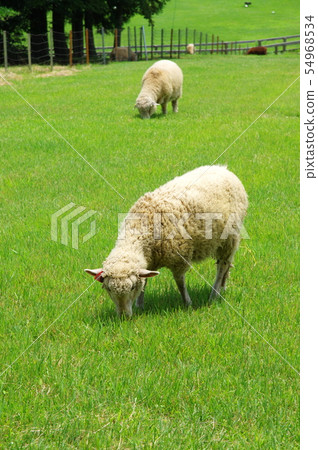 Sheep 54968534