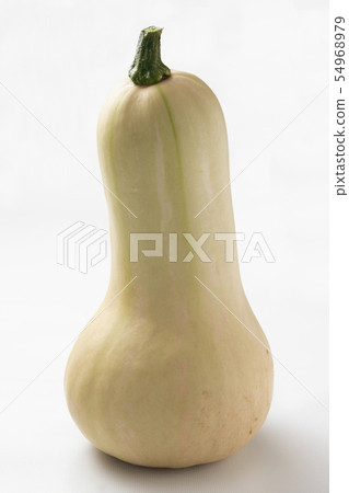 Butternut 1 54968979