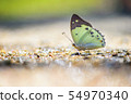 Butterfly  54970340