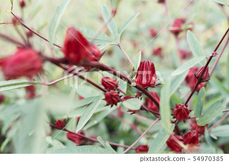 red roselle flowers 54970385