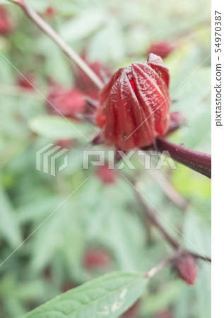 red roselle flowers red roselle flowers 54970387