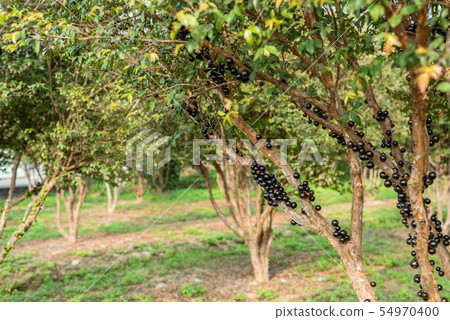 jaboticaba tree with fruits 54970400