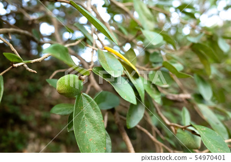 fruit of aiyu jelly tree 54970401