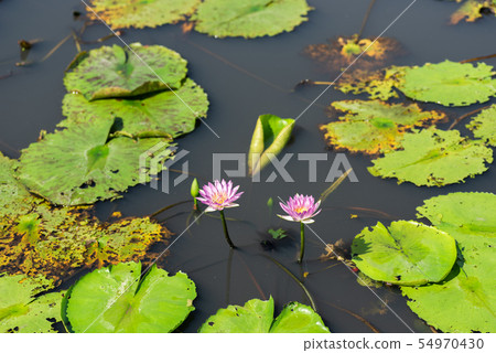 pink lotus flower 54970430