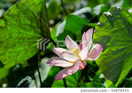 pink lotus flower 54970433
