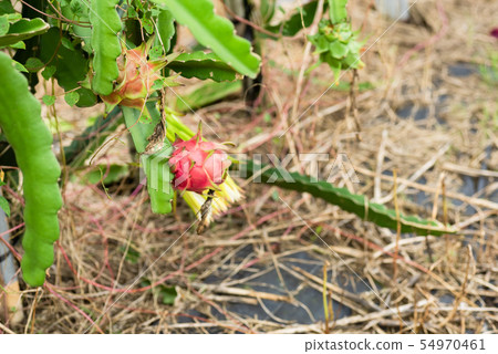 farm of pitaya with fruit and flower 54970461