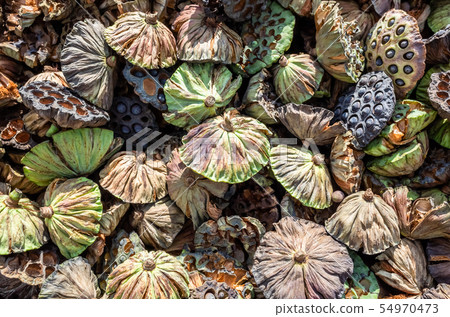 dry seed pod of lotus dry seed pod of lotus 54970473