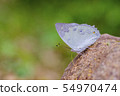 Butterfly Thailand 54970474