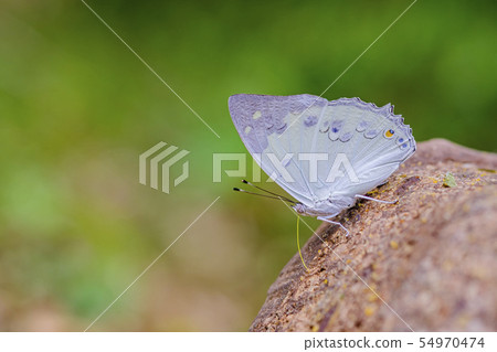 Butterfly Thailand Butterfly Thailand 54970474