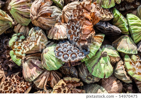 dry seed pod of lotus dry seed pod of lotus 54970475