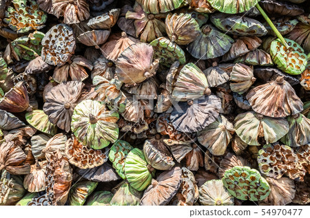 dry seed pod of lotus 54970477