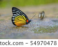 Butterfly 54970478