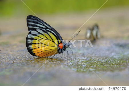 Butterfly 54970478