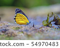 Butterfly thailand 54970483