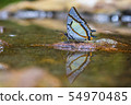 Butterfly thailand 54970485