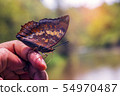 Butterfly Thailand 54970487