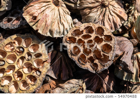 dry seed pod of lotus dry seed pod of lotus 54970488