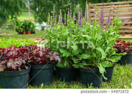 ornamental potted plants prepared for planting in ornamental potted plants prepared for planting in 54971872