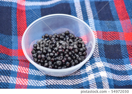 Wild blueberries in a plate on a blanket in forest Wild blueberries in a plate on a blanket in forest 54972030