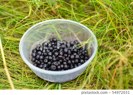 Wild blueberries in a plate on the grass in forest Wild blueberries in a plate on the grass in forest 54972031