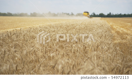Combine harvester gathers the wheat crop. Wheat harvesting shears. Combines in the field Food 54972113